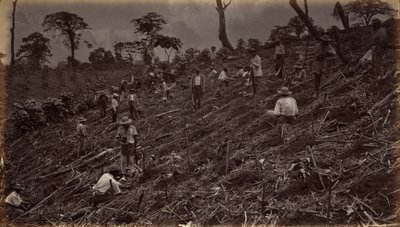 Piantagione di caffè ad Antigua de Guatemala, 1875, pubblicato nel 1877 (foto) da Eadweard Muybridge