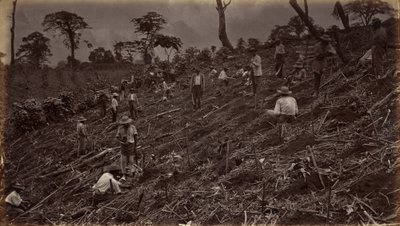 Impianto di una piantagione di caffè ad Antigua de Guatemala da Eadweard Muybridge