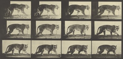 Tigre che cammina, Piatto 729 da Animal Locomotion, 1887 da Eadweard Muybridge