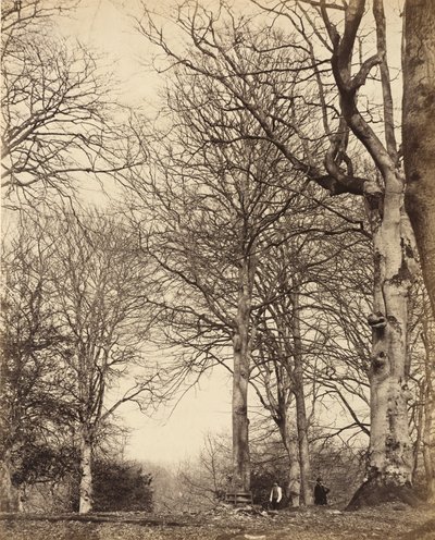 Faggio della Regina Adelaide, 1864 da Earl of Caithness