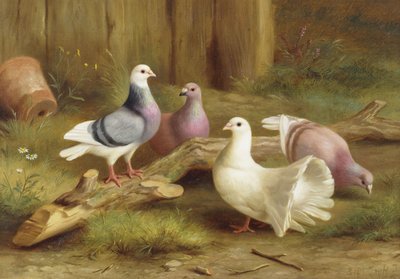 Colombe da Edgar Hunt
