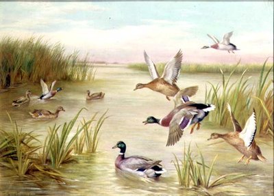 Anatre in volo da Edgar Hunt