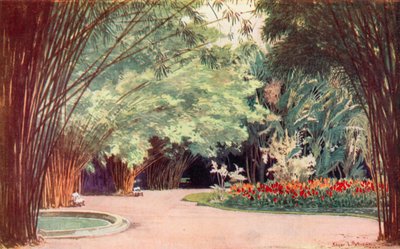 Un boschetto di bambù, Giardini Botanici da Edgar L. Pattison