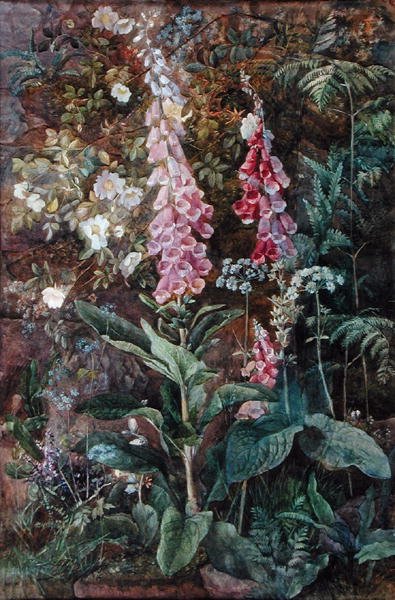 Digitalis Purpura e Rosa Rugosa da Edith Isabel Barrow