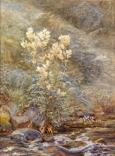 Filipendula vicino a un ruscello, Invernesshire, c.1883 da Edith Martineau