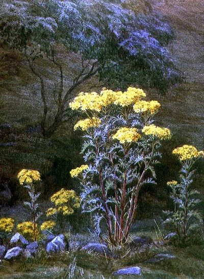 Senecio su una riva da Edith Martineau