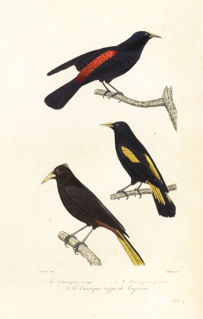 Specie di cacique e oropendola crestato da Edouard (after) Travies