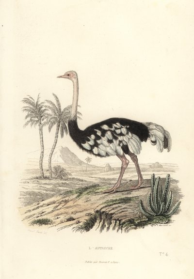 Struzzo comune, Struthio camelus da Edouard (after) Travies