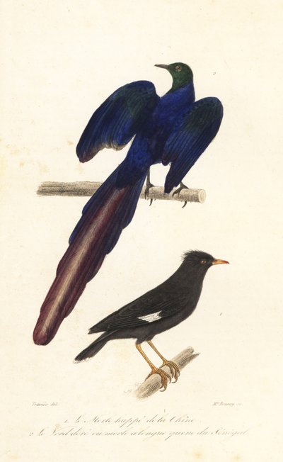 Myna crestato e storno lucido dalla lunga coda da Edouard (after) Travies