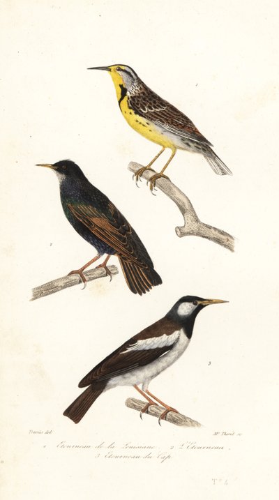 Allodola orientale, storno e myna pied da Edouard (after) Travies