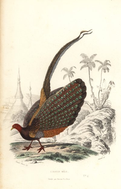 Grande argus, Argusianus argus, vulnerabile da Edouard (after) Travies