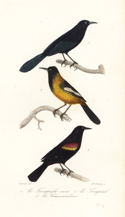 Gracula delle Grandi Antille, oriolo di Audubon e merlo dalle ali rosse da Edouard (after) Travies