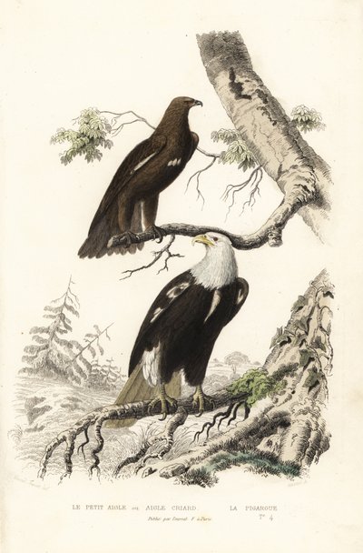 Aquila macchiata maggiore e aquila calva da Edouard (after) Travies