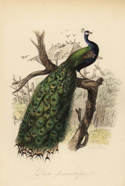 Pavone indiano, Pavo cristatus da Edouard (after) Travies