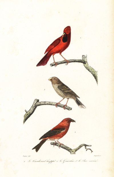 Cardinale del nord, grosbeak brasiliano e crociere da Edouard (after) Travies