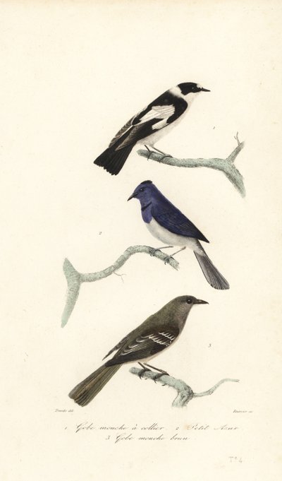 Balia nera, balia blu e bianca e fantail della Nuova Zelanda da Edouard (after) Travies