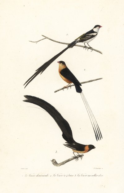 Uccelli Whydah da Edouard (after) Travies