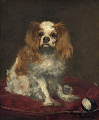 Un King Charles Spaniel da Édouard Manet