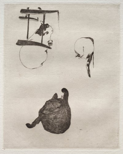 I gatti da Édouard Manet