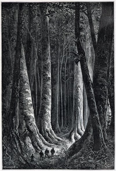 Foresta della Guyana francese, disegno di Riou, Le Tour du Monde, 2° sem. 1879 da Edouard Riou