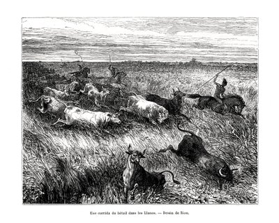 Bestiame, Los Llanos, Venezuela, XIX secolo da Edouard Riou