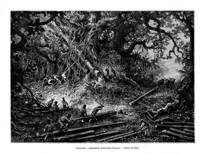 Taglio degli Alberi di Mogano, Guatemala, XIX secolo da Edouard Riou