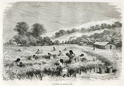 Raccolta delle foglie di coca nella valle di Ituata, disegno di E. Riou, per illustrare il viaggio nella regione del Titicaca e nelle valli dell