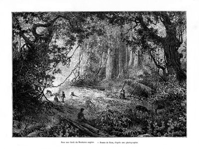 Foresta pluviale in Honduras britannico da Edouard Riou