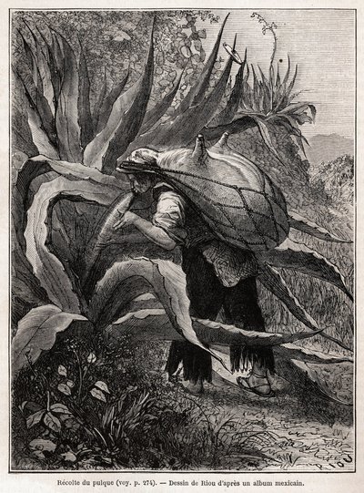 La raccolta del pulque, una bevanda tradizionale azteca, disegno di Riou, per illustrare il viaggio in Messico di E. Vigneaux, nel 1854-1855. Incisione in "Le tour du monde" da Edouard Riou