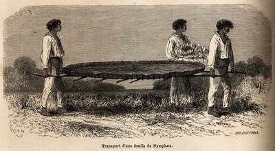 Trasporto di una foglia e di un fiore di ninfea dal Lago Nuna (Perù), esemplare riservato all
