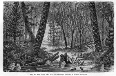 Veduta di una foresta e di una palude del periodo carbonifero da Edouard Riou