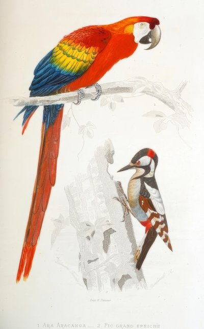 1. Ara Aracanga. 2. Picchio rosso maggiore da Edouard Travies