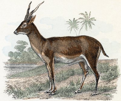 Antilope da 