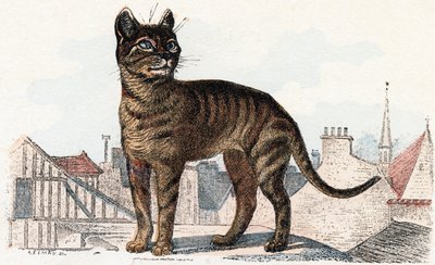 Gatto da 