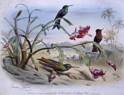 Uccelli volanti: uccello volante a coda biforcuta, topazio rubino e grande rubino - dis. di E. Travies da Edouard Travies