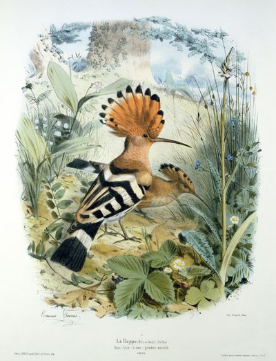 Upupa (Upupa Epops) da Edouard Travies