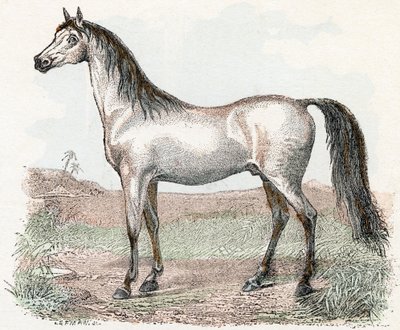 Cavallo - 