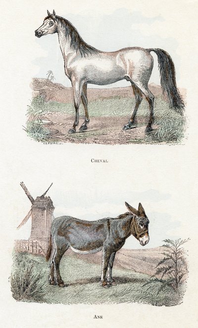 Cavallo e asino, 