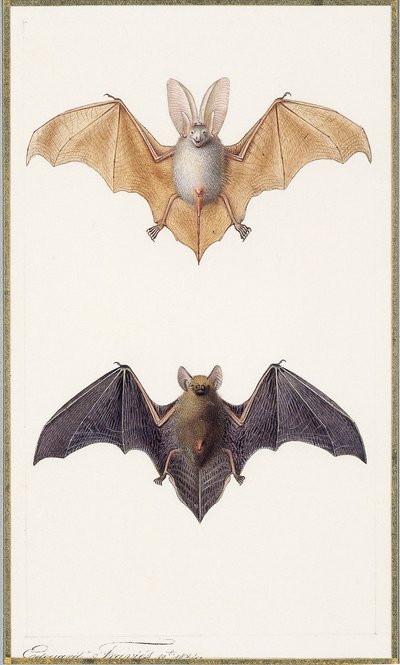 Pipistrello dalle lunghe orecchie e pipistrello comune da Edouard Travies