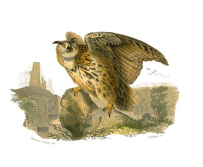 Storia naturale: Tavola zoologica rappresentante uccelli rapaci diurni. Il Granduca da Edouard Travies