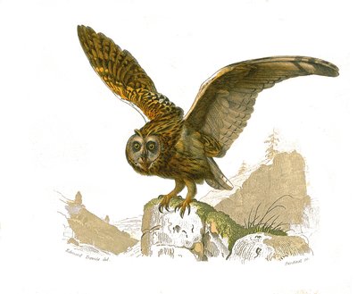 Tavola di storia naturale: Tavola zoologica che rappresenta gli uccelli rapaci diurni. Il gufo. Tavola tratta dai nove volumi sugli uccelli in 