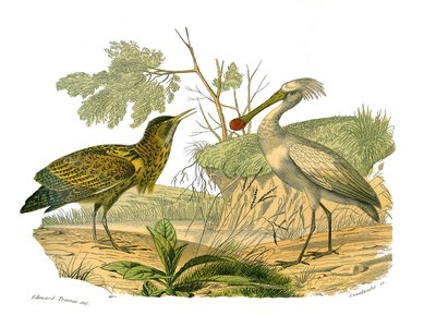 Tavola di storia naturale: Tavola zoologica che rappresenta gli uccelli acquatici e i trampolieri cultrirostrati (con becchi grandi, lunghi e forti): il butor e la spatola. Tavola tratta dai nove volumi sugli uccelli in "Opere complete di Buffon" scritte d da Edouard Travies