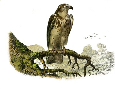 Tavola di Storia Naturale: Tavola zoologica che rappresenta uccelli rapaci notturni. Jean le Blanc (Jean-Le-Blanc). Tavola tratta dai nove volumi sugli uccelli in “Opere complete di Buffon” scritte dal naturalista Georges Louis Leclerc, Conte di Buffon (17 da Edouard Travies