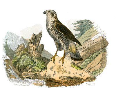 Storia naturale: Tavola zoologica rappresentante uccelli rapaci notturni. Tavola tratta dai nove volumi sugli uccelli in 