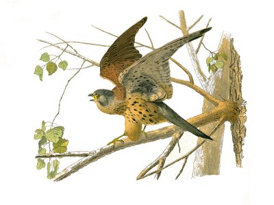 Tavola di storia naturale: Tavola zoologica che rappresenta uccelli rapaci notturni. Il gufo. Tavola tratta dai nove volumi sugli uccelli in "Opere complete di Buffon" scritte dal naturalista Georges Louis Leclerc, Conte di Buffon (1707-1788) tra il 1749 e da Edouard Travies