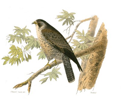 Tavola di storia naturale: Tavola zoologica che rappresenta uccelli rapaci notturni. Il falco. Piatto tratto dai nove volumi sugli uccelli in "Opere complete di Buffon" scritte dal naturalista Georges Louis Leclerc, Conte di Buffon da Edouard Travies