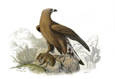Tavola di storia naturale: Tavola zoologica che rappresenta uccelli rapaci notturni. La grande aquila. Tavola tratta dai nove volumi sugli uccelli in "Opere complete di Buffon" scritte dal naturalista Georges Louis Leclerc, Conte di Buffon da Edouard Travies