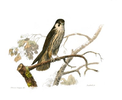 Tavola di storia naturale: Tavola zoologica che rappresenta uccelli rapaci notturni. Il hobereau. Piatto tratto dai nove volumi sugli uccelli in "Opere complete di Buffon" scritte dal naturalista Georges Louis Leclerc, Conte di Buffon da Edouard Travies
