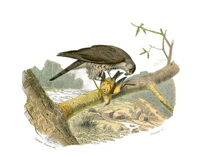 Tavola di storia naturale: Tavola zoologica che rappresenta gli uccelli rapaci notturni. Il falco. Tavola tratta dai nove volumi sugli uccelli in "Opere complete di Buffon" scritte dal naturalista Georges Louis Leclerc, Conte di Buffon (1707-1788) da Edouard Travies