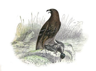 Tavola di storia naturale: Tavola zoologica che rappresenta uccelli rapaci notturni. Il piccolo aquila. Tavola tratta dai nove volumi sugli uccelli in "Opere complete di Buffon" scritte dal naturalista Georges Louis Leclerc, Conte di Buffon (1707-1788) tra da Edouard Travies